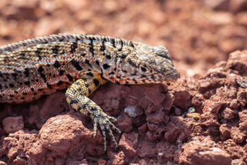 Lava lizard Galapagos Island red beach