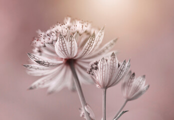 Różowe kwiaty - Astrantia