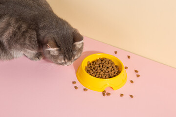 Grey cat and a bowl of food, on colored silk pink background. The concept of food for pets. Copy space.
