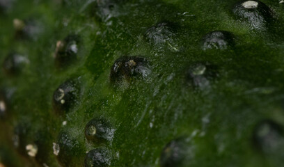 Fresh cucumber, cucumber slices, macro, macro photo, green, black background, healthy food. vegan food, organic food