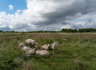 A flock of sheep under a dark clouded sky in a pasture