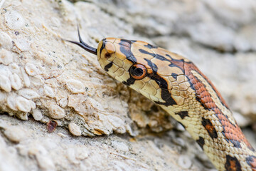 Leopard Snake - Zamenis situla, beautiful colored snake from South European rocks and bushes, Pag...