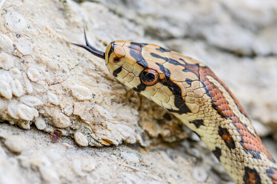 Leopard Snake - Zamenis situla, beautiful colored snake from South European rocks and bushes, Pag island, Croatia.