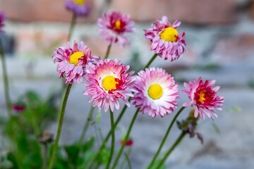 Fototapeta premium Bush of pink daisies bellis perennis on a blurry brick background. Horizontal orientation.