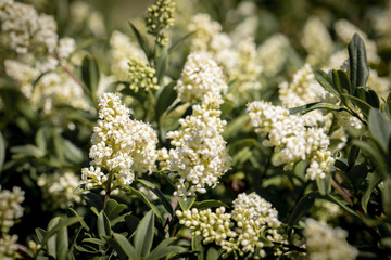 Flowering Privet
