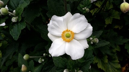 White Japanese Anemone Flower, Hybrida Honorine Jobert, in the garden.