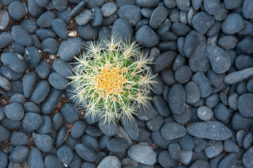 A small cactus flower on a background on black volcanic rocks.