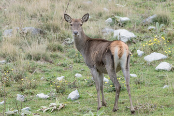 Beautiful portrait of Red deer female (Cervus elpahus)