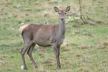 Naklejka na ściany i meble Red deer female (Cervus elaphus)