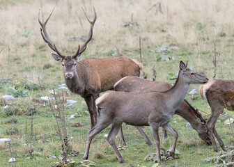Red deer male approaches his harem (Cervus elaphus)