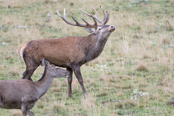 Red deer male approaches the female in breeding season (Cervus elaphus)