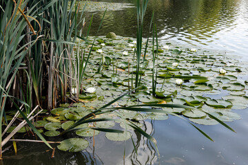 Herpf, Rhoen, Fish pond, Biosphere Reserve Rhoen, Thuringia, Germany, Europe