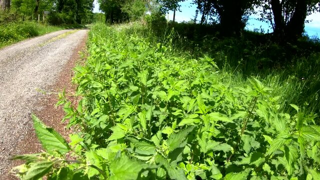 nettles on the roadside