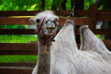 Close-up of a two-humped camel lies in a pen with a red collar.