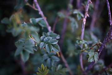 Rosehip branch natural background with green leaves. Blurred background.