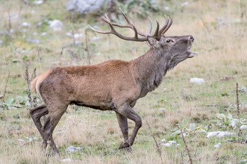The call of Red deer male (Cervus elaphus)