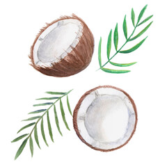 watercolor   set of coconut on a white background