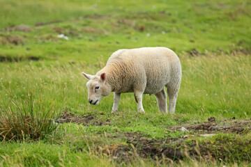 One sheep grazing and standing in a green grass field, Shetland Islands, Scotland.