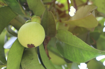 Raw mangosteen growing on the tree.