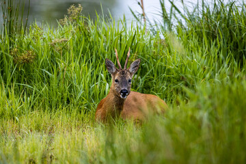 A Roebuck in the wild
