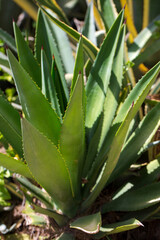 Fototapeta premium aloe vera plant in the garden