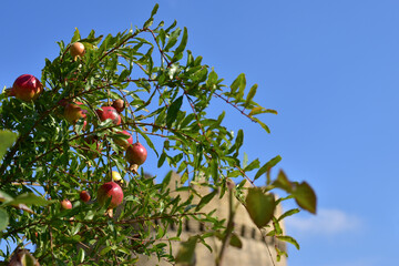 Thin pomegranate branches with ripening fruits on a background of blue sky and an old tower