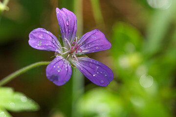 Wild purple flowers, macro photo with selective focus. Geranium sylvaticum in the forest