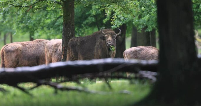 European bison walking in the forest