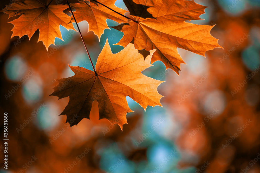 Wall mural red maple leaves on the branches