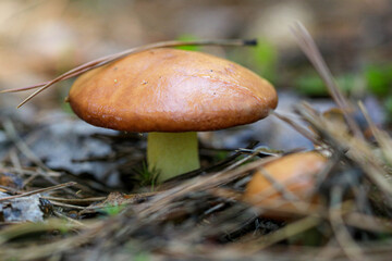 A small mushroom, lat. Suillus granulatus, with oily hat grows in the middle of pine needles in a Sunny glade in forest