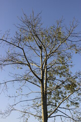 leaves and tree against blue sky in autumn 