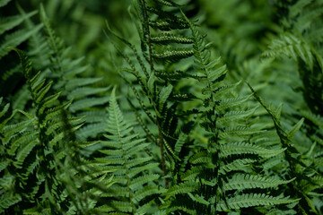 Fern leaves grow in the forest.