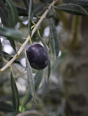 Black ripe olive berry with frosted sides on a branch