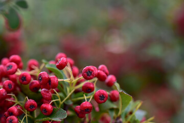 Red clusters of ripe hawthorn in nature close-up