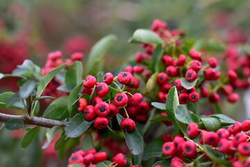 Red clusters of ripe hawthorn in nature