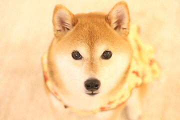 shiba inu of japan