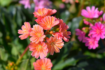 Siskiyou lewisia Mountain Dreams
