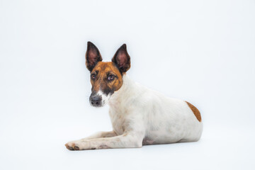 Smooth fox terrier lays on the floor, studio shot. White backdrop shot of a cute young puppy