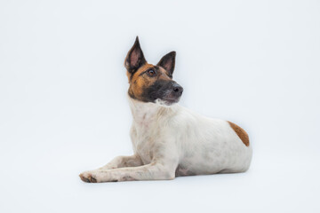 Smooth fox terrier lays on the floor, studio shot. White backdrop shot of a cute young puppy