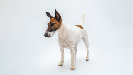 Obraz premium Smooth fox terrier dog stands in white isolated backdrop. Pets, pure-bred dogs, pet advertisement concept with copy space