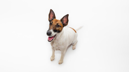 Naklejka na ściany i meble Cute smiling fox terrier dog, white backdrop and copy space. Happy and beautiful puppy looking up at camera, studio shot