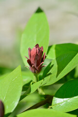 Carolina allspice