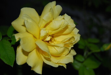 Yellow Rose at Night Portrait