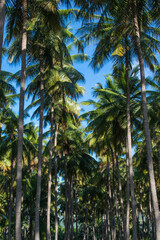 Fototapeta na wymiar Tropical coconut trees with blue sky background in Theni, India