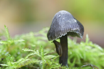 Mycena leucogala (Mycena galopus var. nigra), known as the milking bonnet or the milk-drop mycena