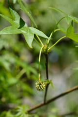 American sweetgum