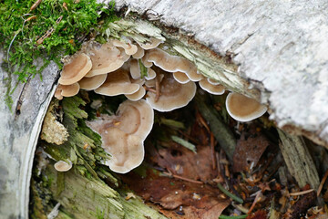 Antrodiella pallescens, a polypore from Finland with no common english name