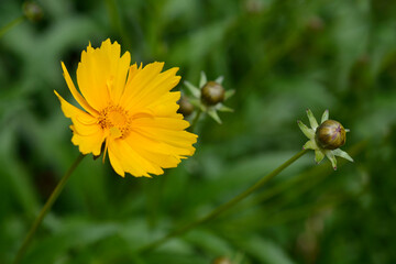 Large-flowered Tickseed Sonnenkind