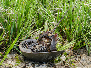 Horseshoe Crab on back In Grass