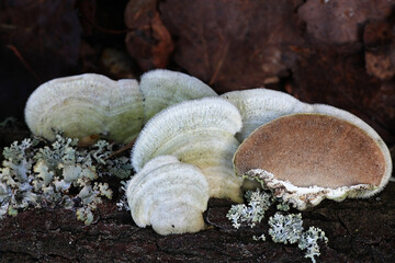 Trametes hirsuta, known as hairy bracket fungus, mushrooms from Finland